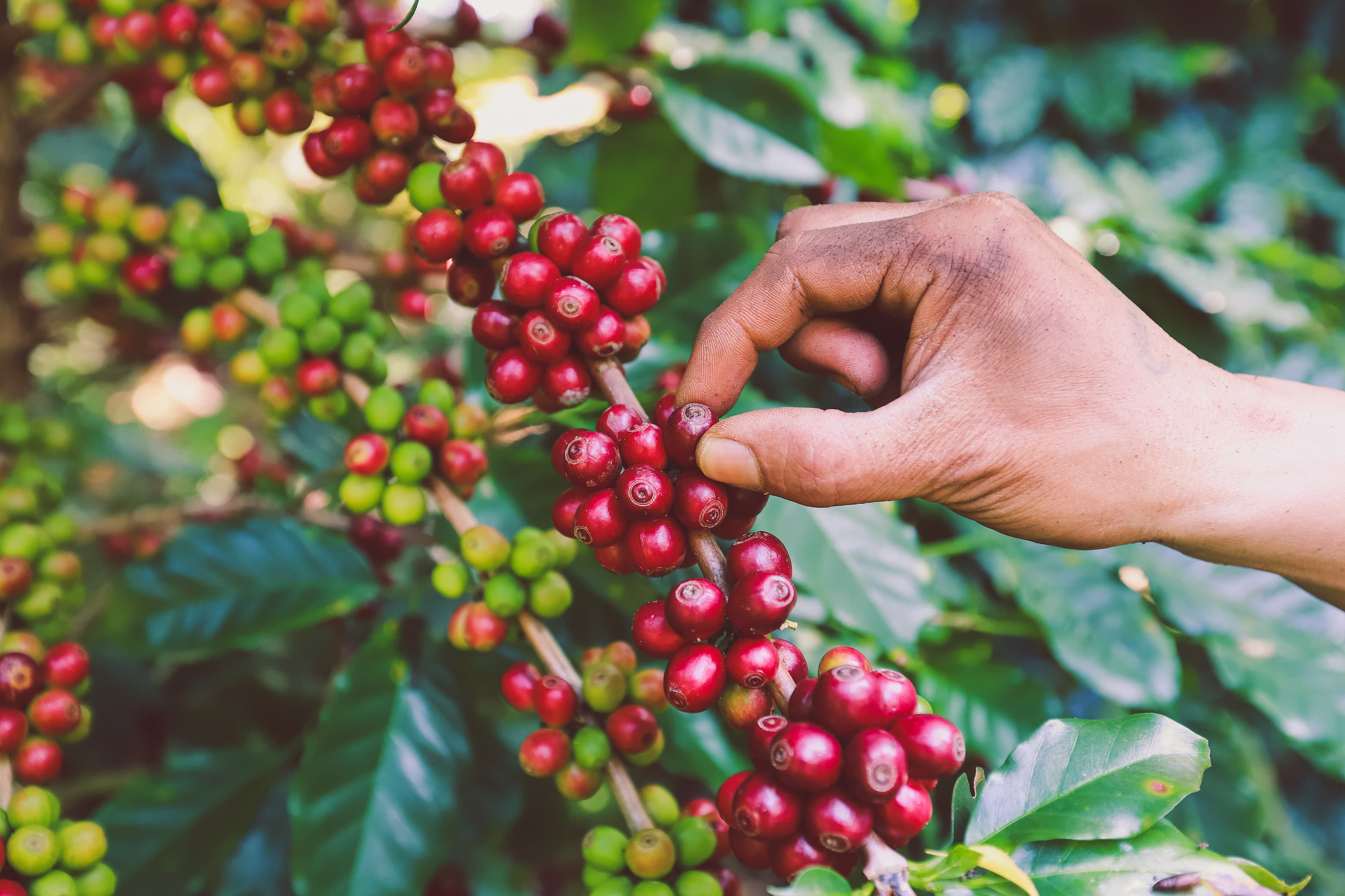 Hand pflückt rote Kaffeekirschen direkt von der Pflanze.
