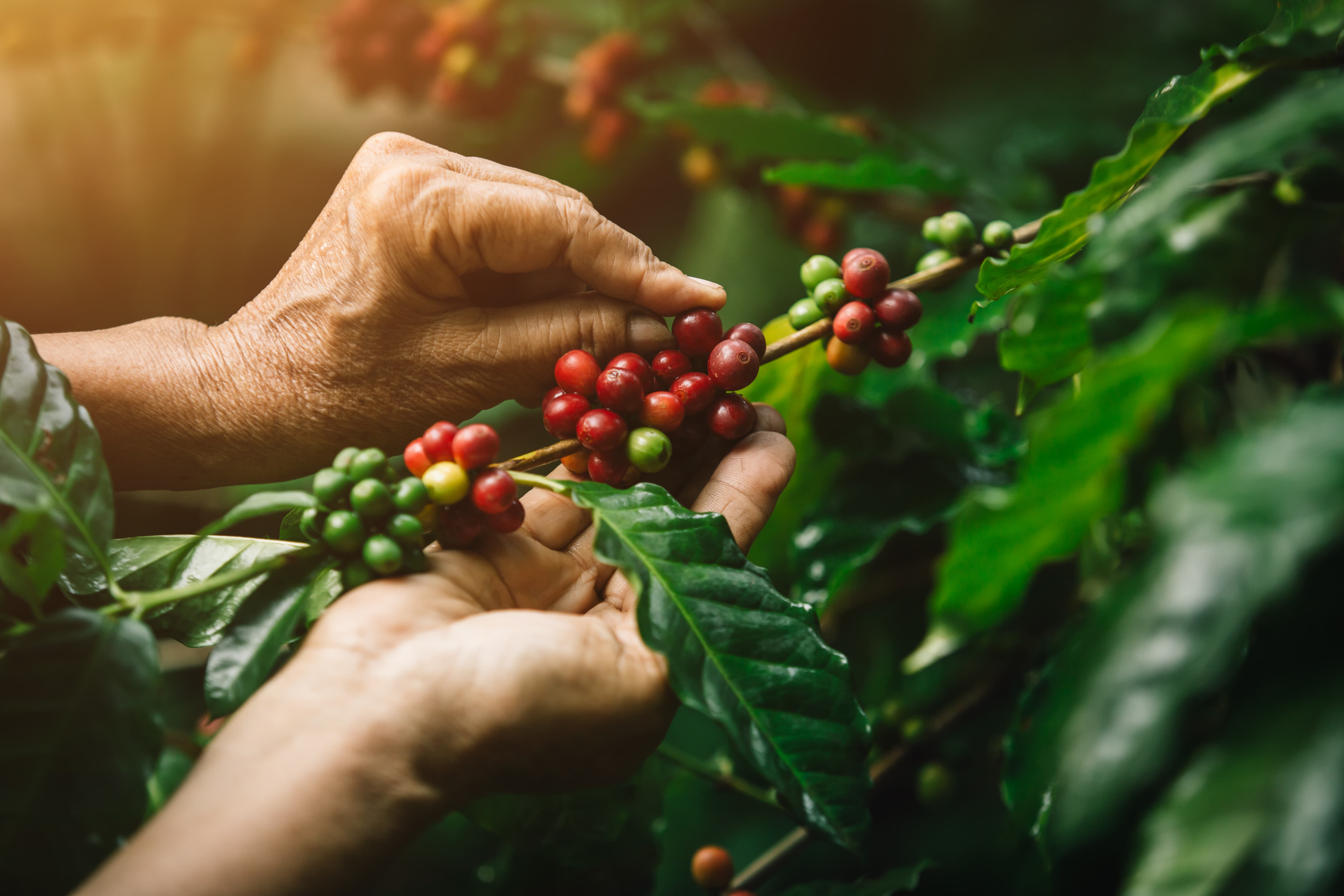 Kaffeekirschen Ernte von Hand Nahaufnahme von Haenden, die reife rote Kaffeekirschen an einem Zweig pfluecken.