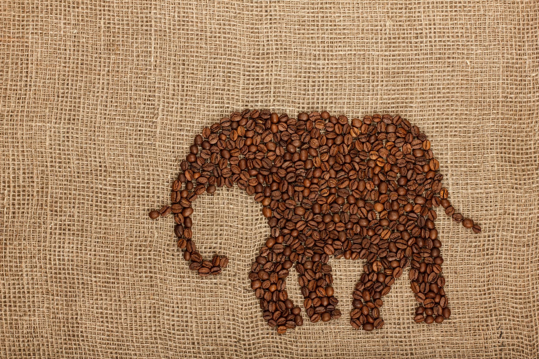 Elefant aus Kaffeebohnen geformt Kaffeebohnen zu einem Elefanten geformt auf grobem Jutesack als Hintergrund.
