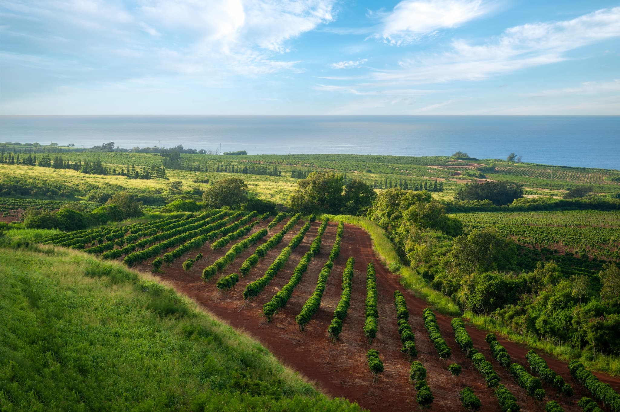 Kaffeeplantage am Meer Weitläufige Kaffeeplantage mit Blick auf das Meer und blauem Himmel.