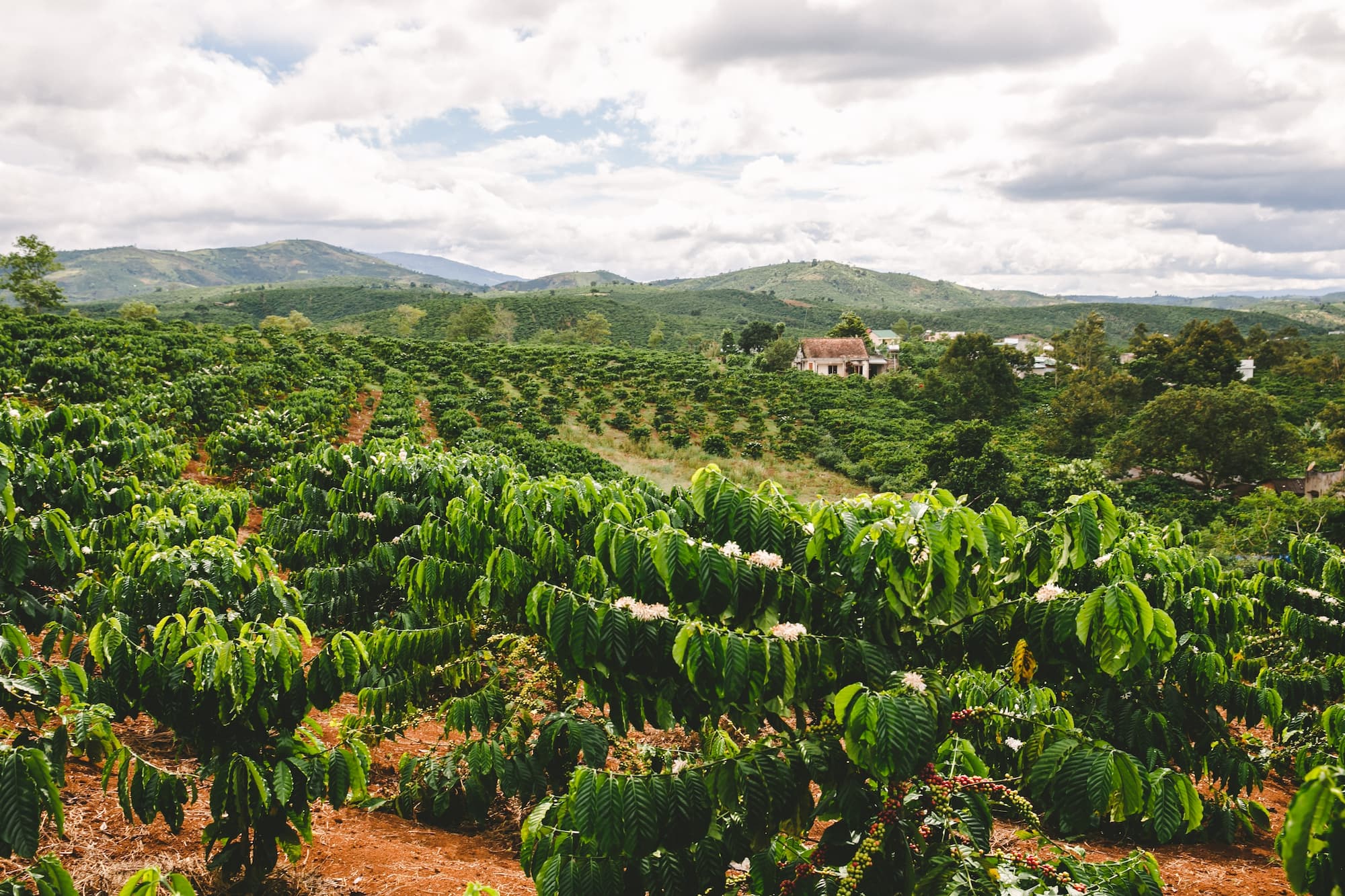 Große Kaffeeplantage mit Blick auf Landschaft und Bauernhaus.