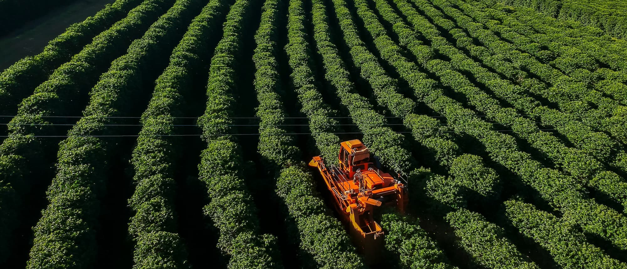 Erntemaschine arbeitet auf einer weitläufigen Kaffeeplantage in Reihen.