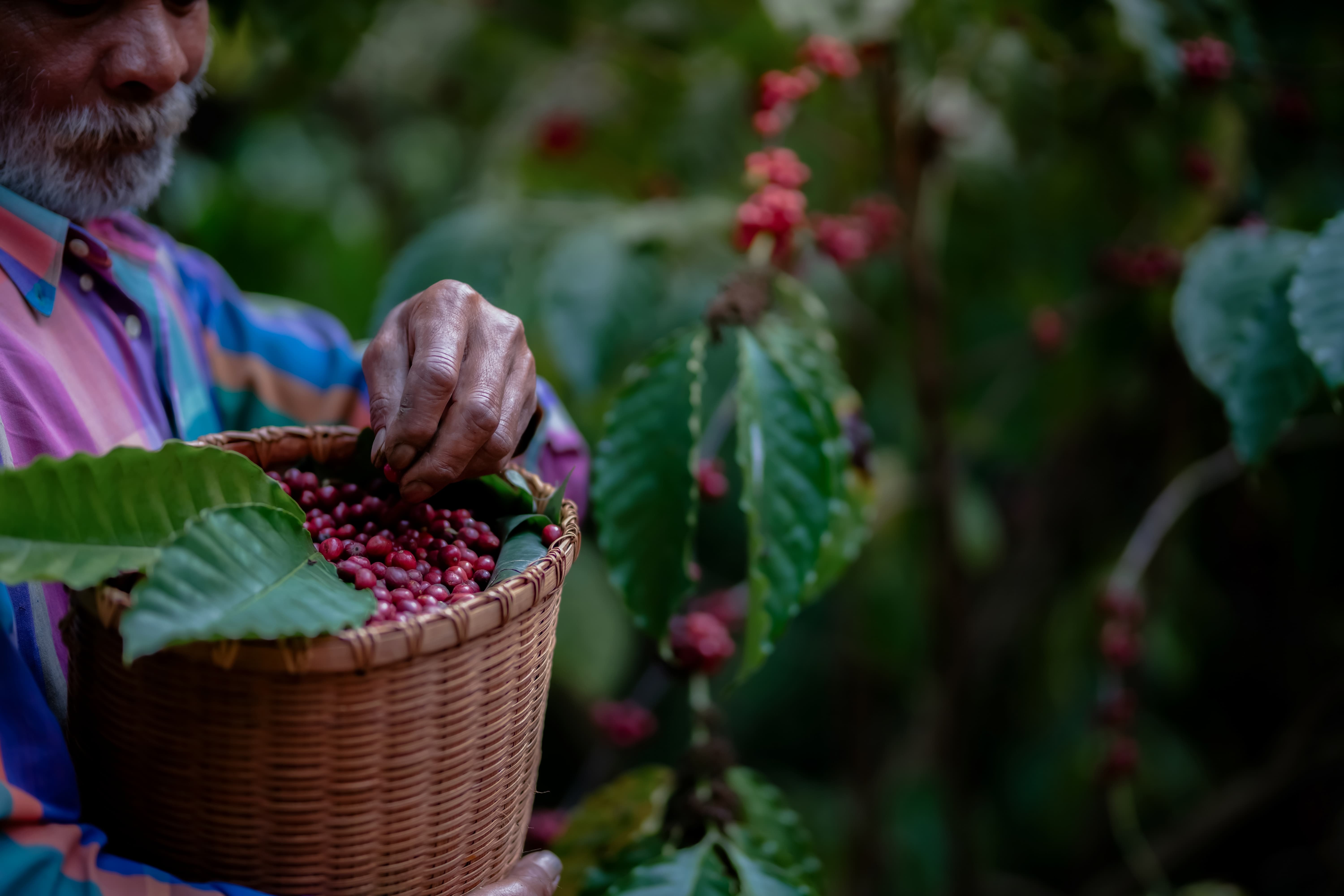 Bauer erntet rote Kaffeekirschen per Hand in einen Korb.