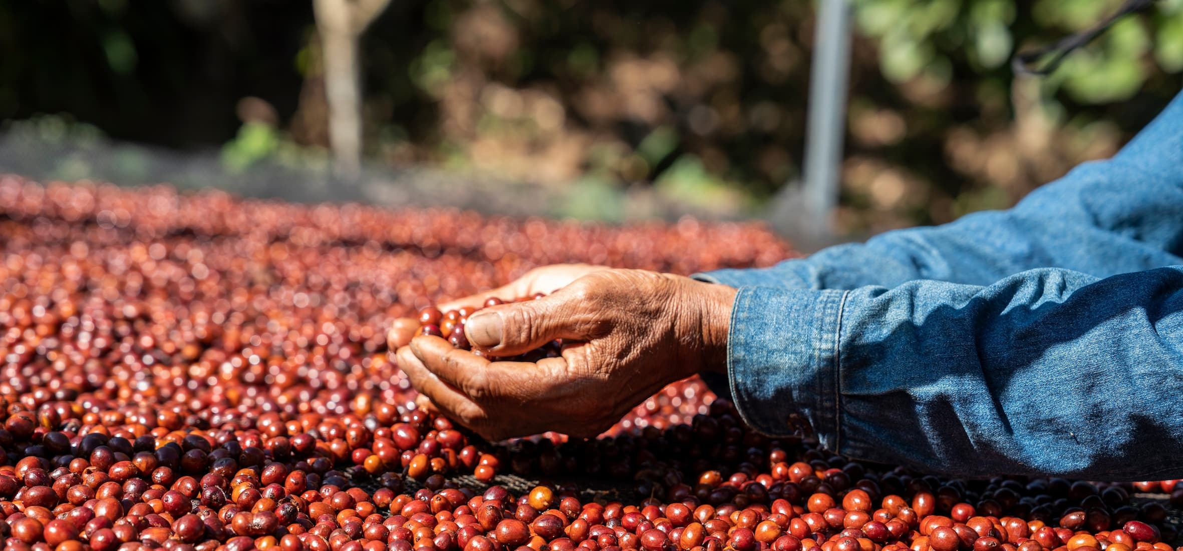 Arbeiter überprüft rote Kaffeekirschen während der Trocknung.