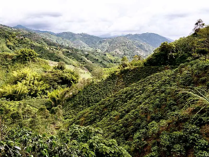 Kaffee aus Kolumbien