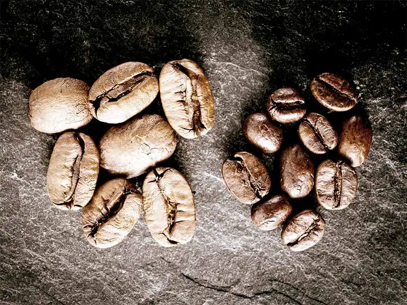 Kaffeebohne Kaffeebohne