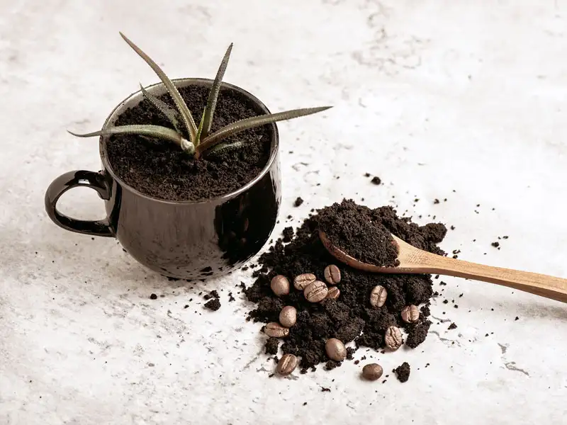 Kaffee Dünger