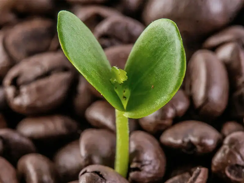 Kaffee Dünger Kaffee Dünger