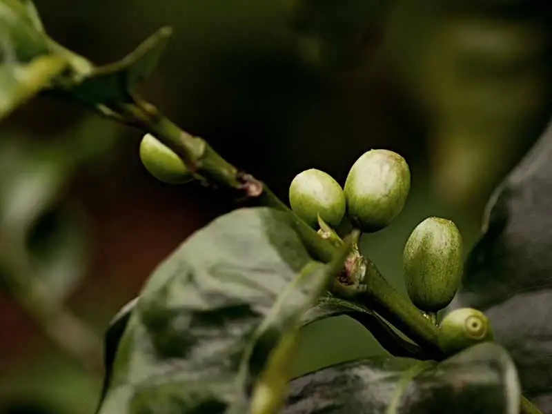 Kaffeekirsche unreif